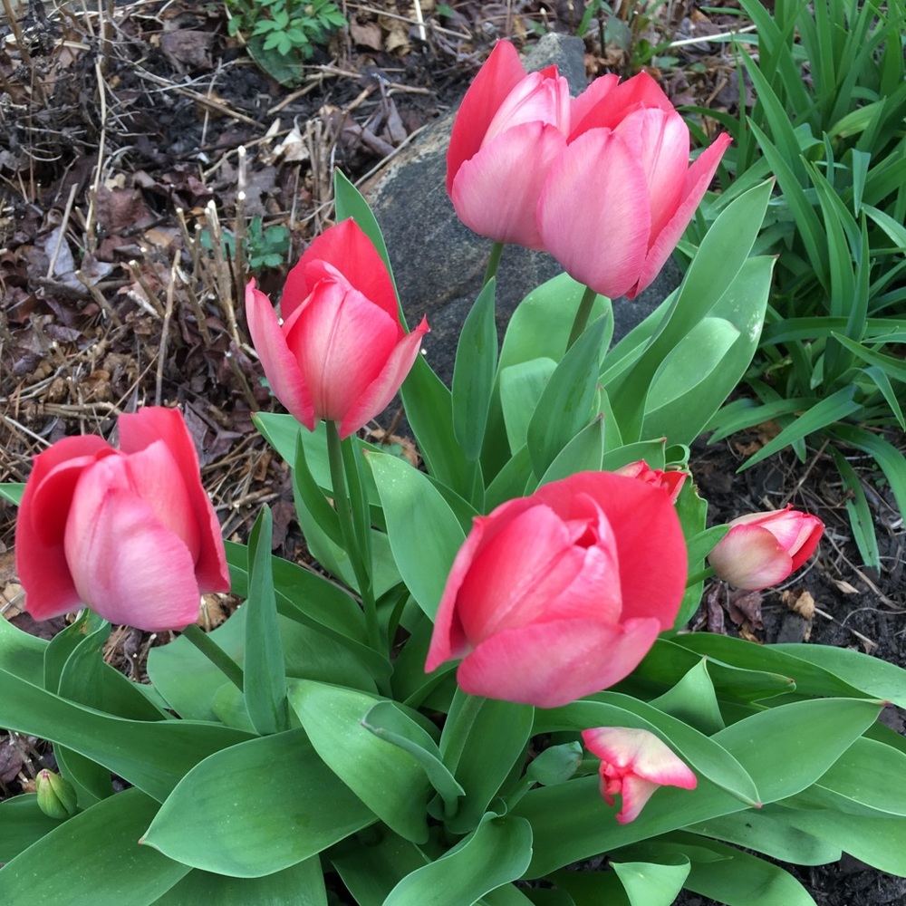 Meet your Posher, Debbie